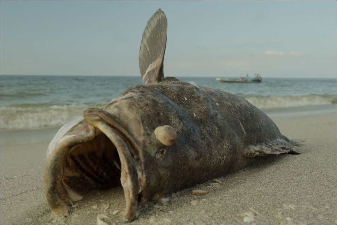 One of the results of Florida Gov. Ron DeSantis' veto of the Clean Beaches Act is no additional help from the Florida Department of Health in terms of improved water quality testing or beach closure signage, even in case of fecal pollution or a blue-green algae or red tide outbreak like the one in 2018 that killed this goliath grouper and tens of thousands more fish that washed up on Southwest Florida's beaches. 