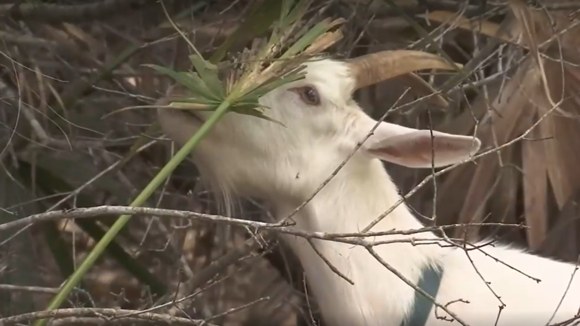A goat helps clear vegetation at Hanna Park. 