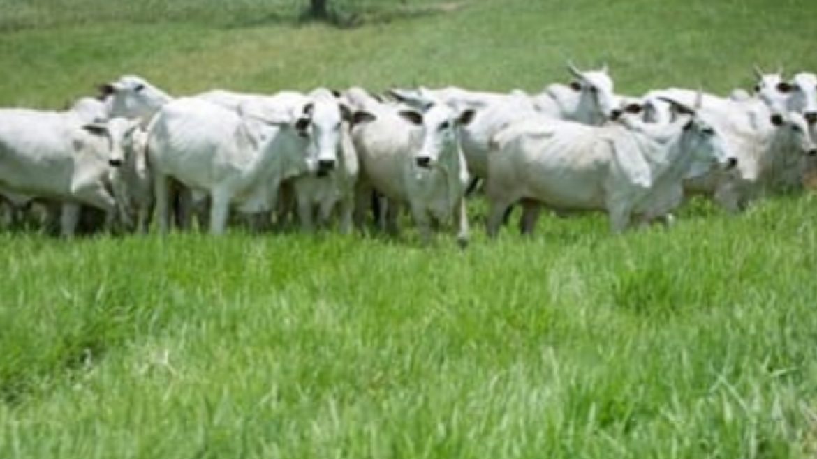 Wenderson Araujo/Trilux/CNA