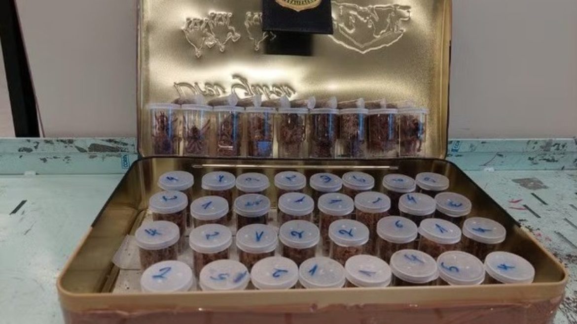 Créditos: Divulgação Ibama 