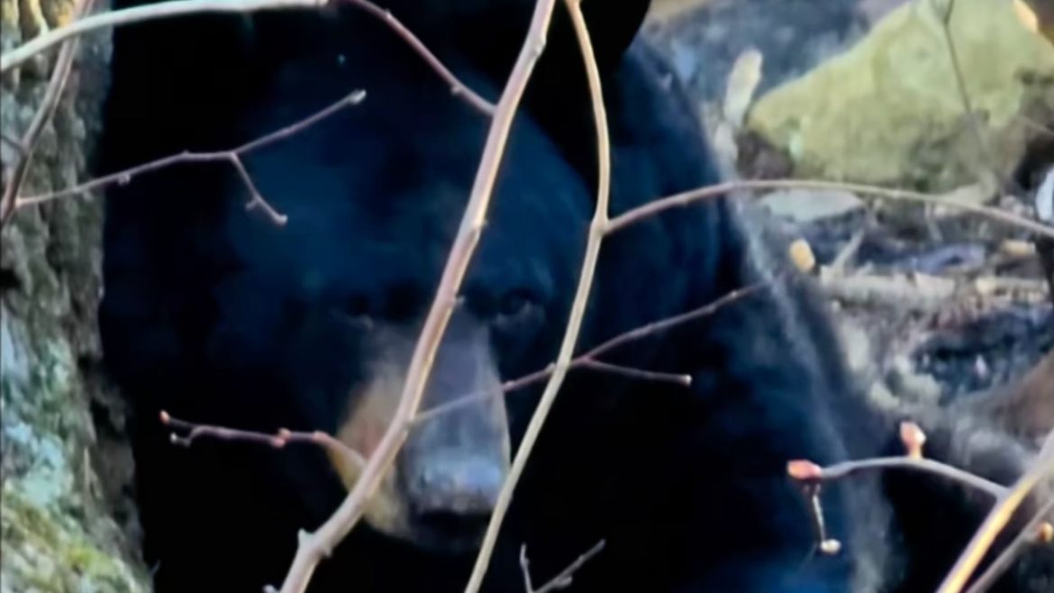 As patas queimadas de animais resgatados do incêndio florestal em Jennings Creek e tratados no refúgio