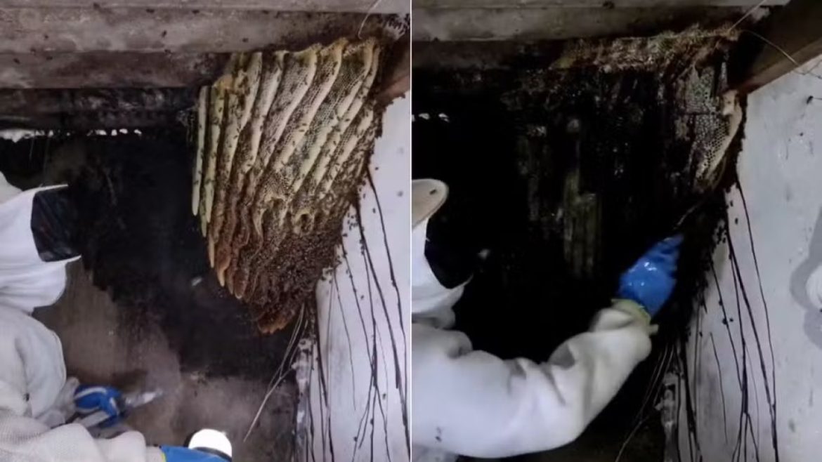  Foto: Reprodução/GCM Ambiental Guarujá