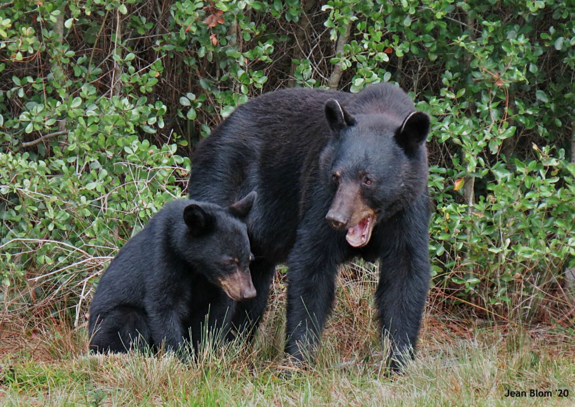 Bear and cub