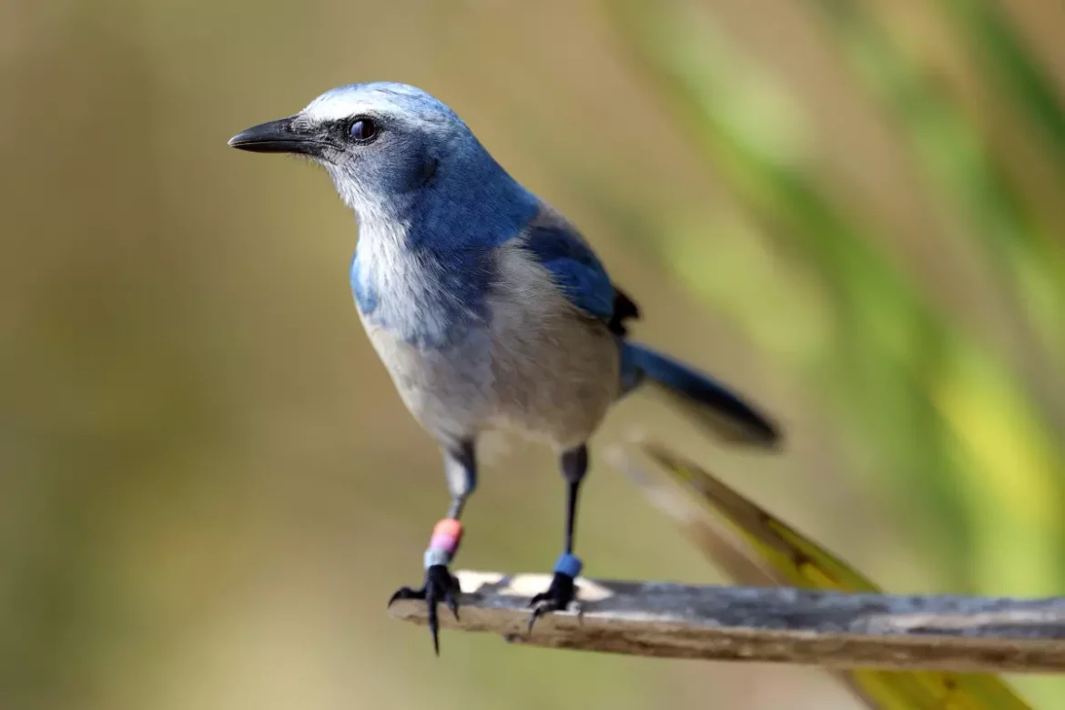 Um Jay Scrub fica em um galho de palmeira em Jonathan Dickinson State Park em Hobe Sound, na Flórida, na quarta -feira, 5 de fevereiro de 2025.