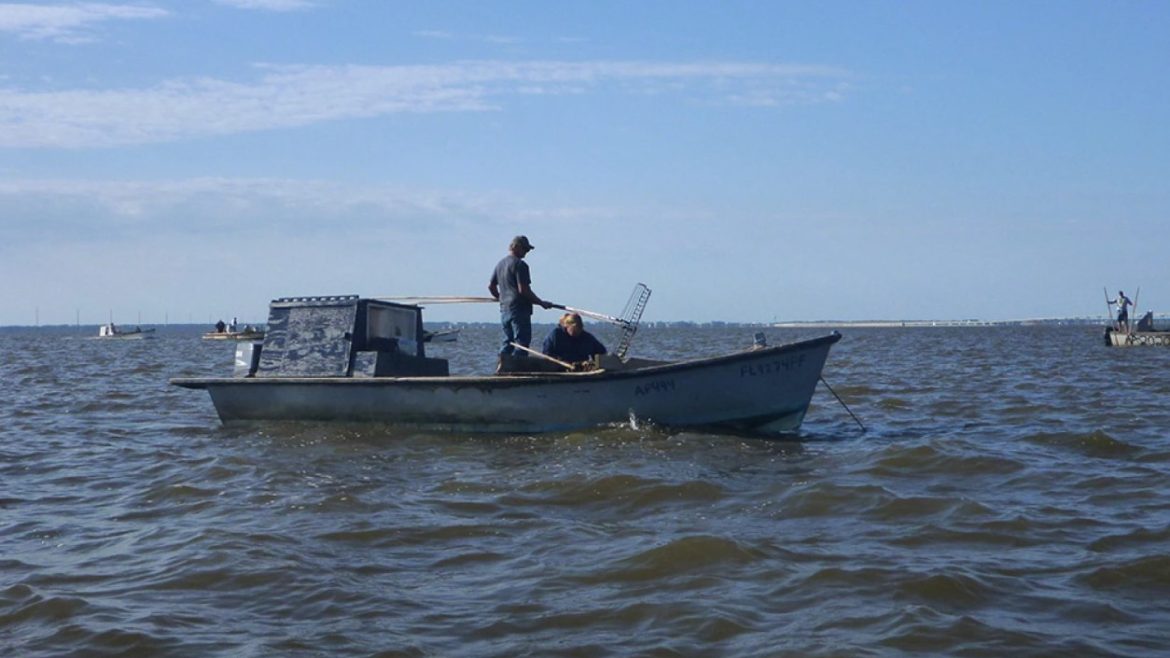 Oyster boats on Apalachicola Bay