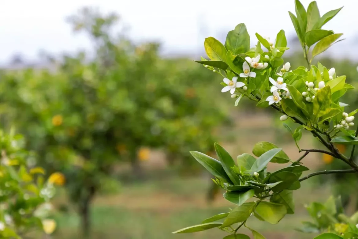 Orange blossom flowers in a field of trees
