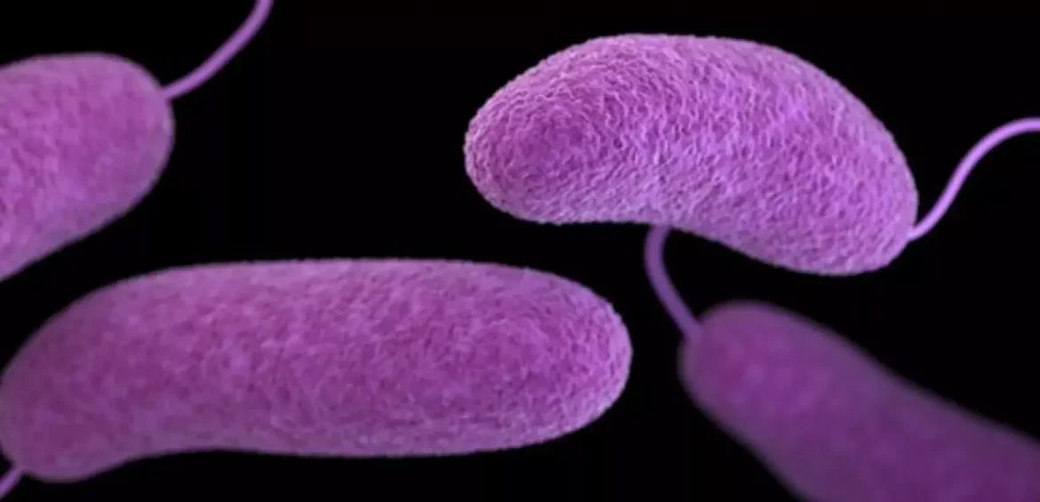 Vibrio vulnificus bacteria, also known as the "flesh-eating" bacteria, is found in warm, brackish seawater and undercooked seafood.