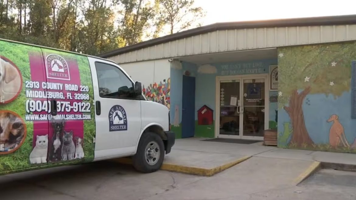 Clay Safe Animal Shelter