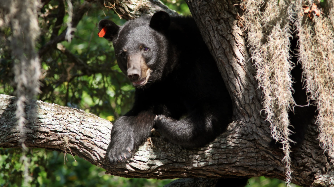 Bear in a tree